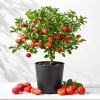 Barbados Cherry Live Plant, 4-7 Inch Acerola Cherry Starter Tree, Tropical Fruit for Outdoor Garden - Image 1