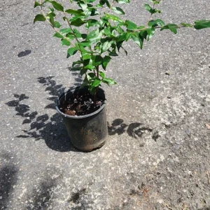 Big Pitanga Live Fruit Tree – Surinam Cherry Plant – 2-3ft Tall – Outdoor - Image 3