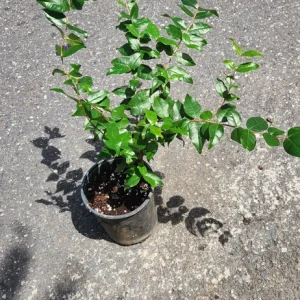 Big Pitanga Live Fruit Tree – Surinam Cherry Plant – 2-3ft Tall – Outdoor - Image 4