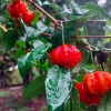 Big Pitanga Live Fruit Tree – Surinam Cherry Plant – 2-3ft Tall – Outdoor - Image 1