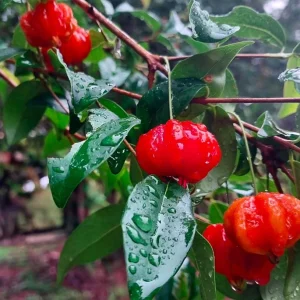 Big Pitanga Live Fruit Tree – Surinam Cherry Plant – 2-3ft Tall – Outdoor - Image 1