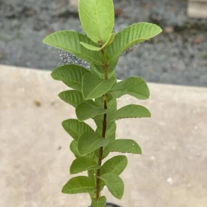Big Ruby Supreme Guava Live Fruit Tree – 2-3 ft Tall – Outdoor - Image 4