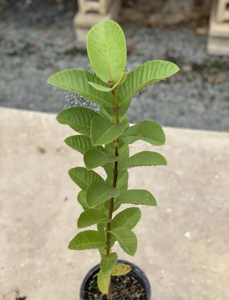 Big Ruby Supreme Guava Live Fruit Tree – 2-3 ft Tall – Outdoor - Image 4
