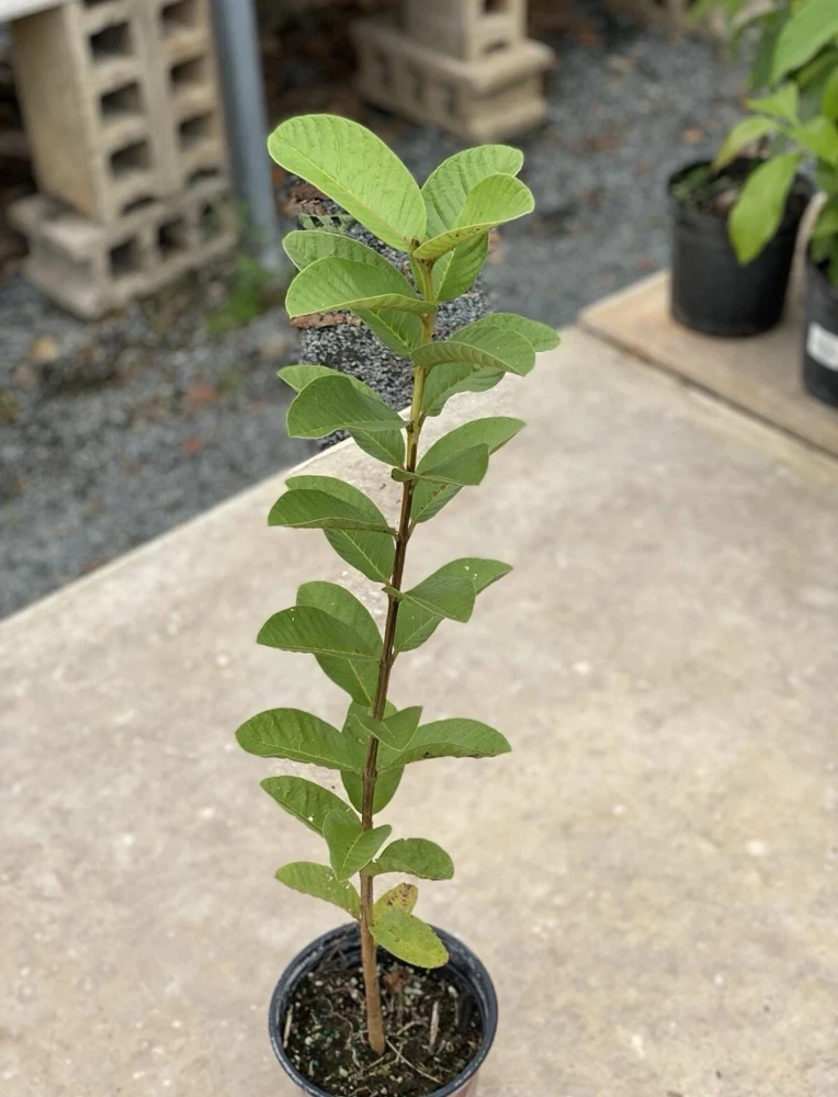 Big Ruby Supreme Guava Live Fruit Tree – 2-3 ft Tall – Outdoor - Image 5