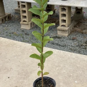 Big Ruby Supreme Guava Live Fruit Tree – 2-3 ft Tall – Outdoor - Image 6