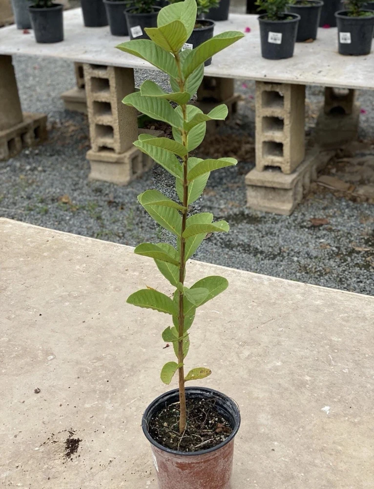 Big Ruby Supreme Guava Live Fruit Tree – 2-3 ft Tall – Outdoor - Image 6