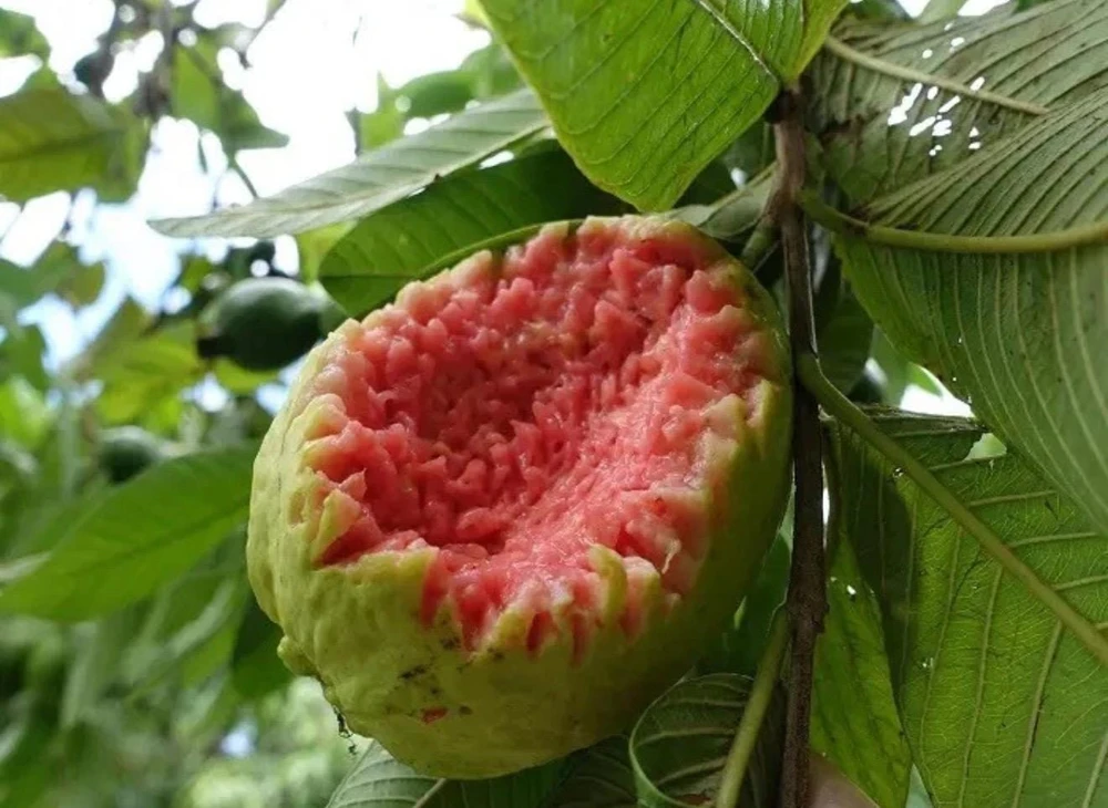 Big Ruby Supreme Guava Live Fruit Tree – 2-3 ft Tall – Outdoor - Image 1