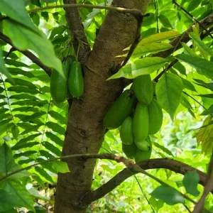 Bilimbi Tree Live Plant (Averrhoa bilimbi) – 2-3 ft Tall - Image 2
