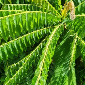 Bilimbi Tree Live Plant (Averrhoa bilimbi) – 2-3 ft Tall - Image 3