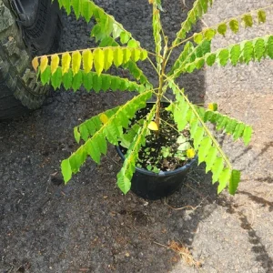 Bilimbi Tree Live Plant (Averrhoa bilimbi) – 2-3 ft Tall - Image 4