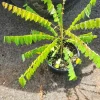 Bilimbi Tree Live Plant (Averrhoa bilimbi) – 2-3 ft Tall - Image 1