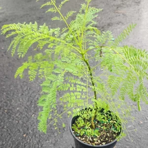 Blue Jacaranda Live Tree - Jacaranda mimosifolia Plant 1-2ft Tall Outdoor - Image 2