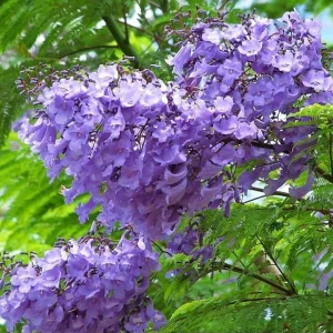 Blue Jacaranda Live Tree - Jacaranda mimosifolia Plant 1-2ft Tall Outdoor - Image 3