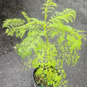 Blue Jacaranda Live Tree - Jacaranda mimosifolia Plant 1-2ft Tall Outdoor - Image 6