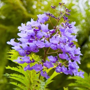 Blue Jacaranda Live Tree - Jacaranda mimosifolia Plant 1-2ft Tall Outdoor - Image 7
