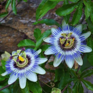 Blue Passiflora Live Plant – Fragrant Passion Flower Vine – Perennial – 4-6 Inch Tall - Image 3