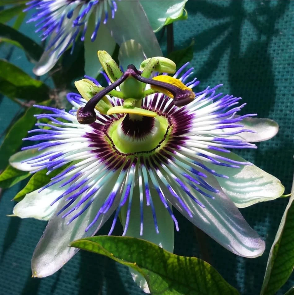 Blue Passiflora Live Plant – Fragrant Passion Flower Vine – Perennial – 4-6 Inch Tall - Image 4