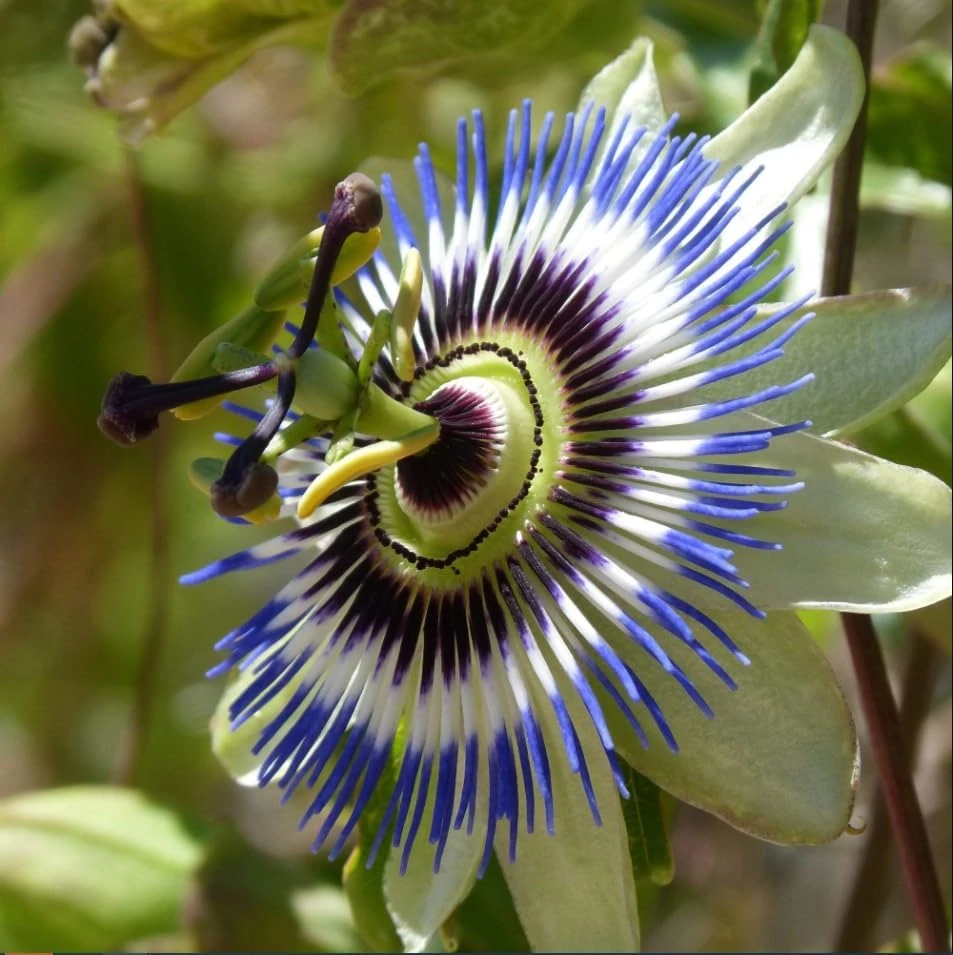 Blue Passiflora Live Plant – Fragrant Passion Flower Vine – Perennial – 4-6 Inch Tall - Image 5