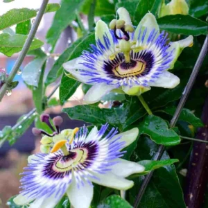 Blue Passiflora Live Plant – Fragrant Passion Flower Vine – Perennial – 4-6 Inch Tall - Image 6