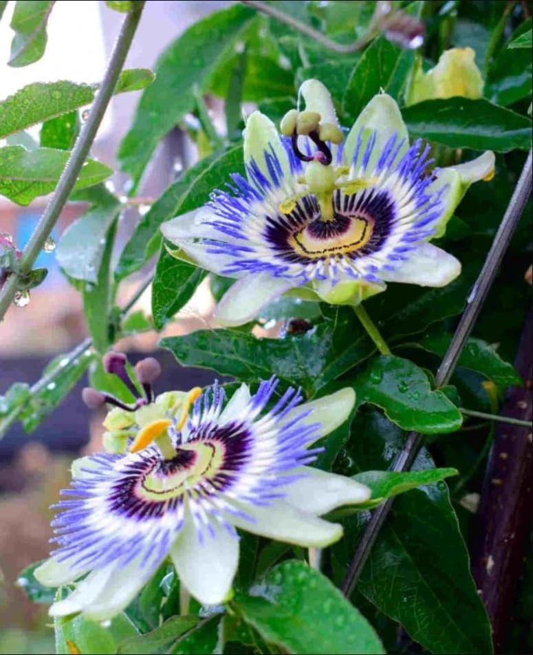 Blue Passiflora Live Plant – Fragrant Passion Flower Vine – Perennial – 4-6 Inch Tall - Image 6