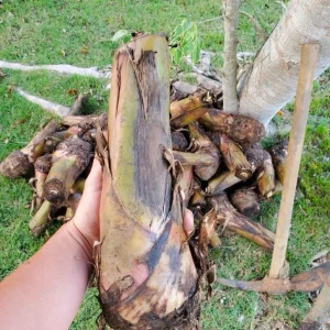 Bluggoe Orinoco Plantain Seedling - Live Fruit Plant, 10-18 in Tall - Image 2