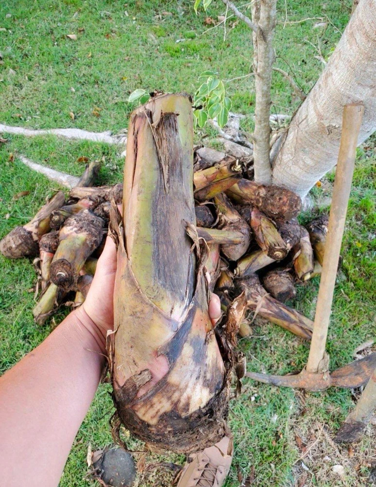 Bluggoe Orinoco Plantain Seedling - Live Fruit Plant, 10-18 in Tall - Image 2