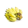 Bluggoe Orinoco Plantain Seedling - Live Fruit Plant, 10-18 in Tall - Image 1