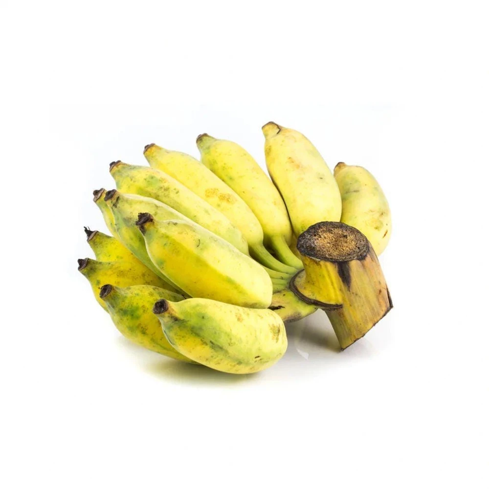 Bluggoe Orinoco Plantain Seedling - Live Fruit Plant, 10-18 in Tall - Image 1