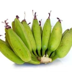 Bluggoe Orinoco Plantain Seedling - Live Fruit Plant, 10-18 in Tall - Image 3
