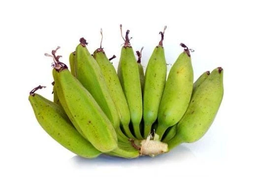 Bluggoe Orinoco Plantain Seedling - Live Fruit Plant, 10-18 in Tall - Image 3