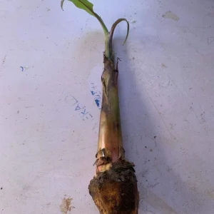 Bluggoe Orinoco Plantain Seedling - Live Fruit Plant, 10-18 in Tall - Image 4