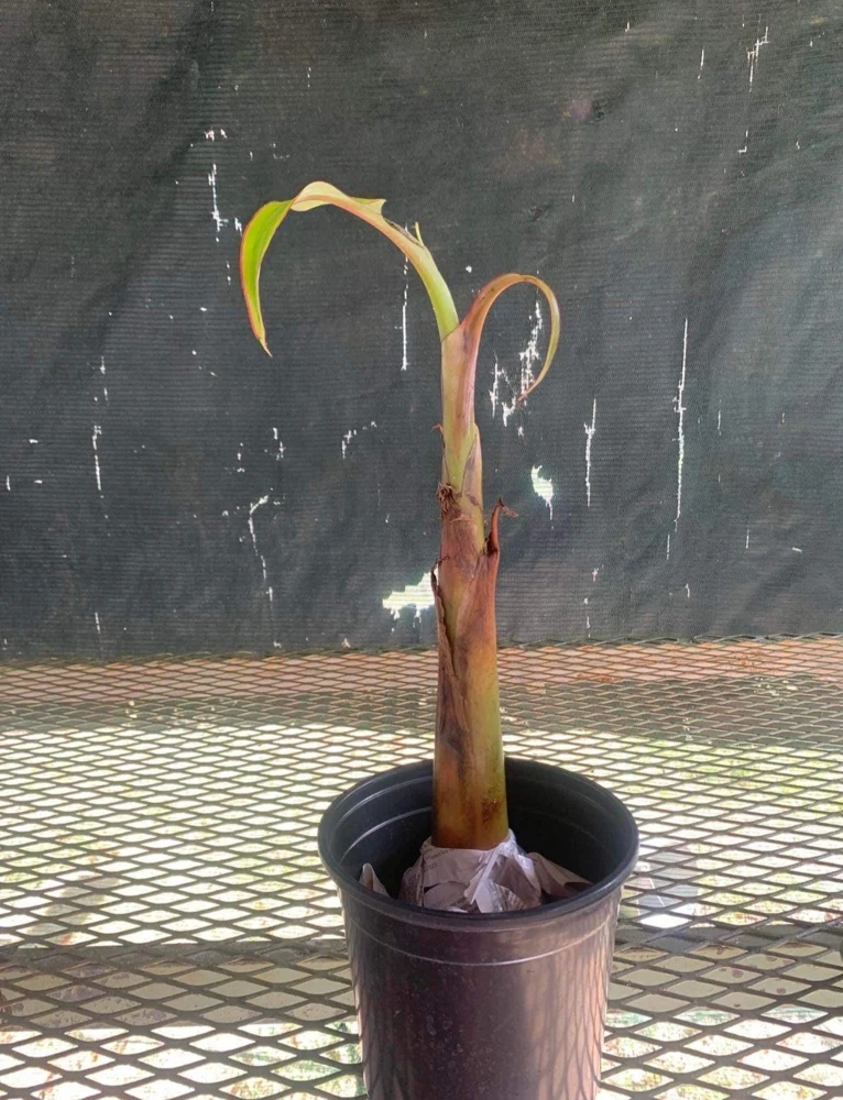 Bluggoe Orinoco Plantain Seedling - Live Fruit Plant, 10-18 in Tall - Image 5