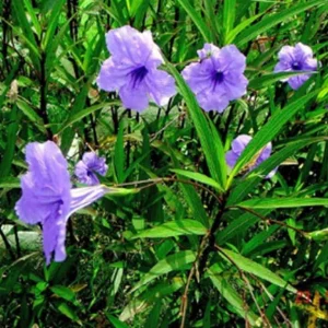 Braided Ruellia Tree Live Plant - 1 ft Mexican Petunia Shrub for Outdoors - Image 2