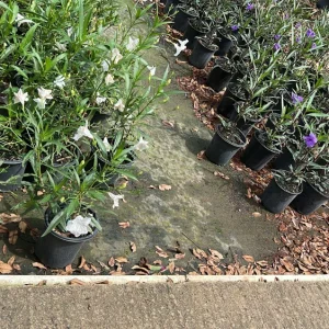 Braided Ruellia Tree Live Plant - 1 ft Mexican Petunia Shrub for Outdoors - Image 3