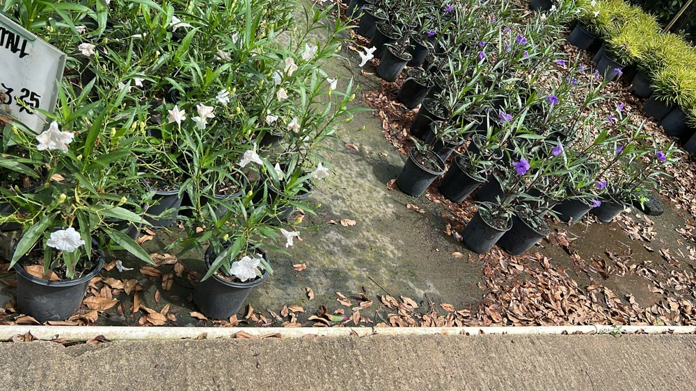 Braided Ruellia Tree Live Plant - 1 ft Mexican Petunia Shrub for Outdoors - Image 3