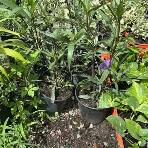 Braided Ruellia Tree Live Plant - 1 ft Mexican Petunia Shrub for Outdoors - Image 4
