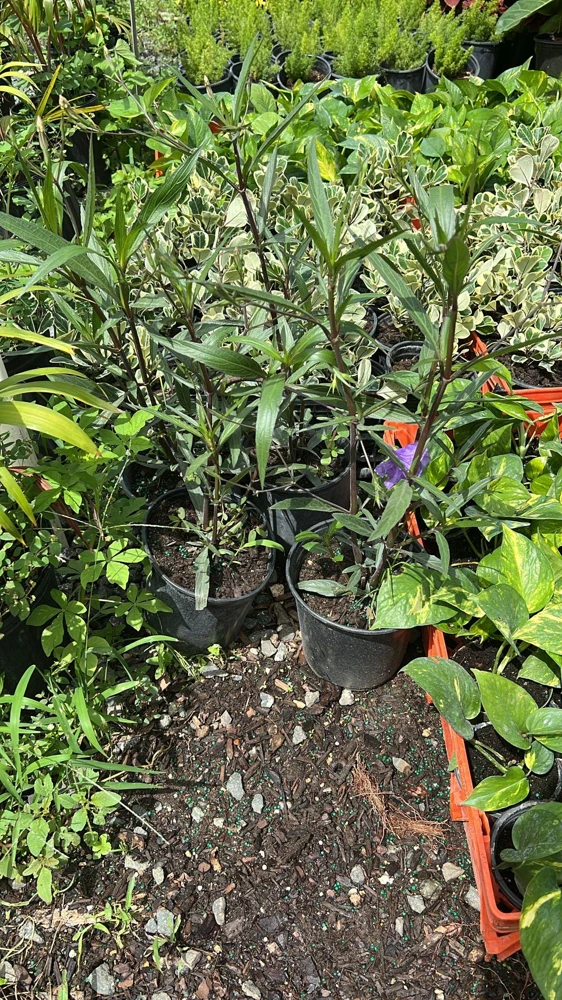 Braided Ruellia Tree Live Plant - 1 ft Mexican Petunia Shrub for Outdoors - Image 4