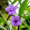 Braided Ruellia Tree Live Plant - 1 ft Mexican Petunia Shrub for Outdoors - Image 1