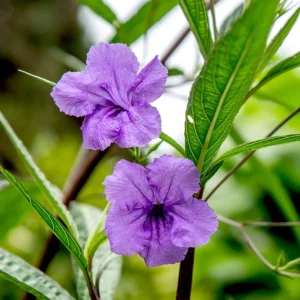 Braided Ruellia Tree Live Plant - 1 ft Mexican Petunia Shrub for Outdoors - Image 1