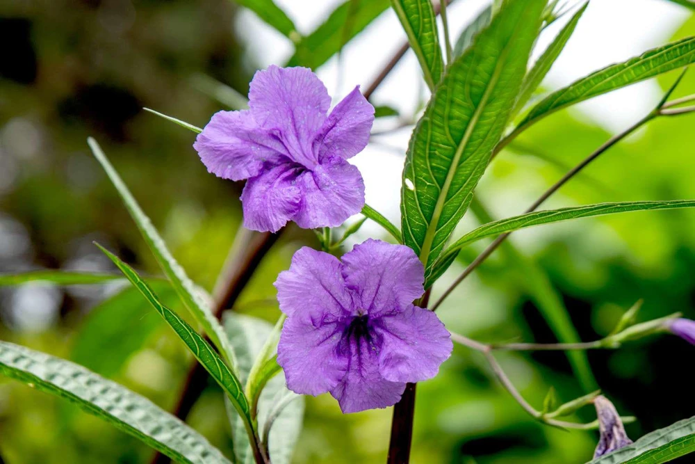 Braided Ruellia Tree Live Plant - 1 ft Mexican Petunia Shrub for Outdoors - Image 1