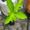 Breadfruit Live Tree – Tropical Fruit Plant – 10-12 Inches Tall - Image 1
