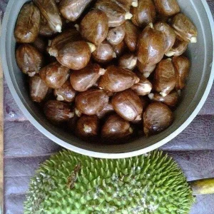 Breadnut Live Fruit Tree (Artocarpus camansi) – 10-24 inch Tropical Plant - Image 2