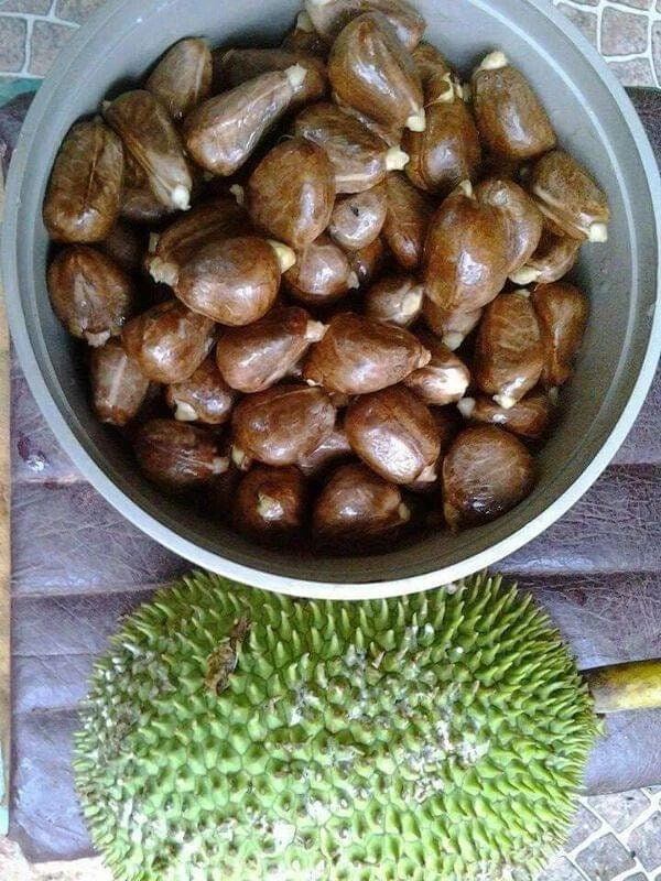 Breadnut Live Fruit Tree (Artocarpus camansi) – 10-24 inch Tropical Plant - Image 2