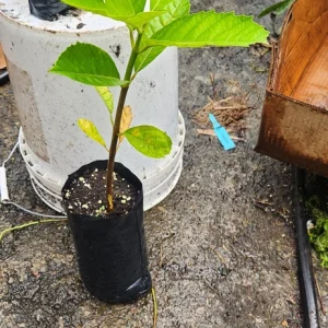 Breadnut Live Fruit Tree (Artocarpus camansi) – 10-24 inch Tropical Plant - Image 3