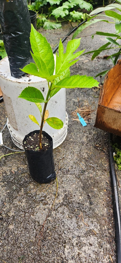 Breadnut Live Fruit Tree (Artocarpus camansi) – 10-24 inch Tropical Plant - Image 3