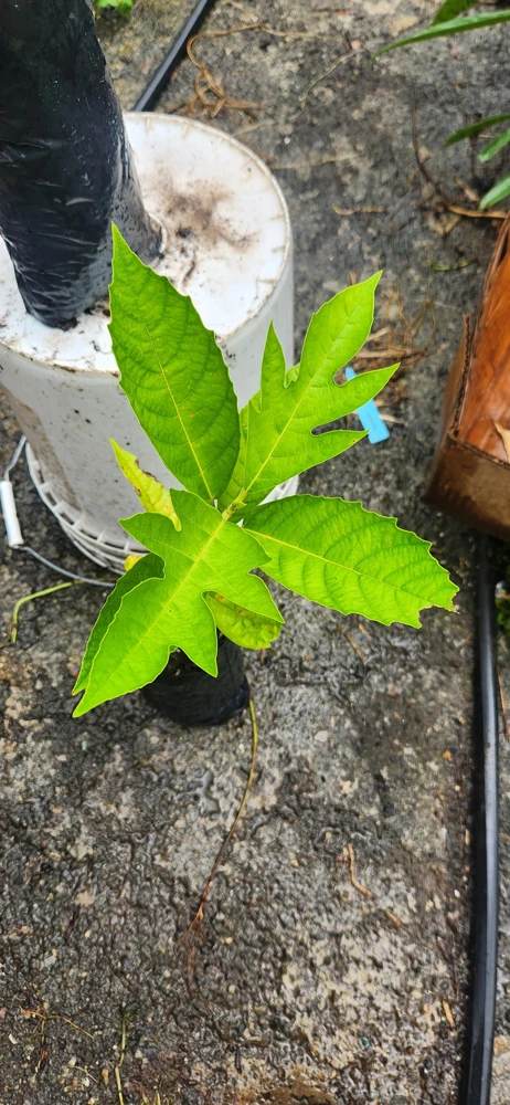Breadnut Live Fruit Tree (Artocarpus camansi) – 10-24 inch Tropical Plant - Image 4