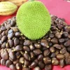 Breadnut Live Fruit Tree (Artocarpus camansi) – 10-24 inch Tropical Plant - Image 1