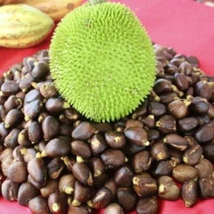 Breadnut Live Fruit Tree (Artocarpus camansi) – 10-24 inch Tropical Plant - Image 1