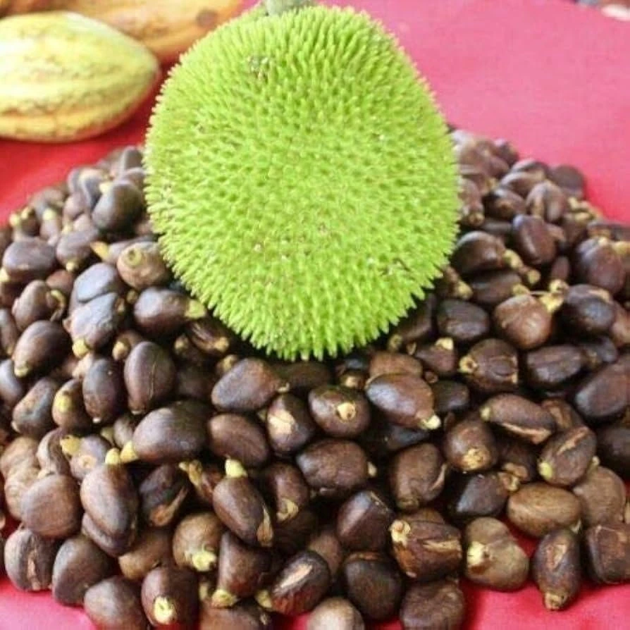 Breadnut Live Fruit Tree (Artocarpus camansi) – 10-24 inch Tropical Plant - Image 1