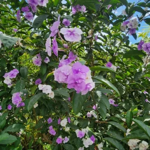 Brunfelsia Latifolia Live Plant - Yesterday-Today-Tomorrow Shrub - 1-2 ft - Image 7